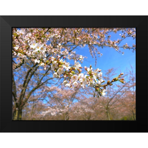 Sudden Blossom 1 Black Modern Wood Framed Art Print by Frances, Stephanie