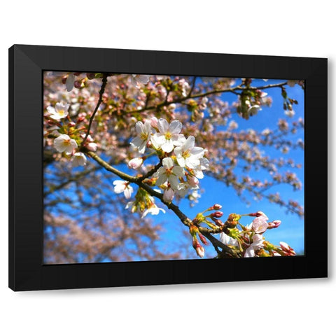Sudden Blossom 2 Black Modern Wood Framed Art Print by Frances, Stephanie