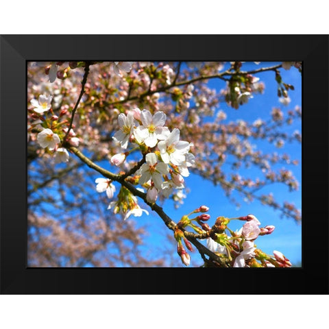 Sudden Blossom 2 Black Modern Wood Framed Art Print by Frances, Stephanie
