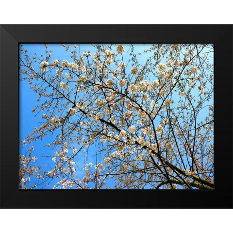 Yellow Blossoms 1 Black Modern Wood Framed Art Print by Frances, Stephanie