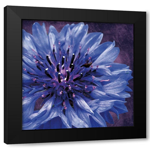 Purple Flower Black Modern Wood Framed Art Print with Double Matting by Gibbons, Lauren