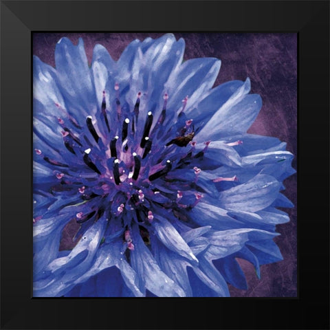 Purple Flower Black Modern Wood Framed Art Print by Gibbons, Lauren