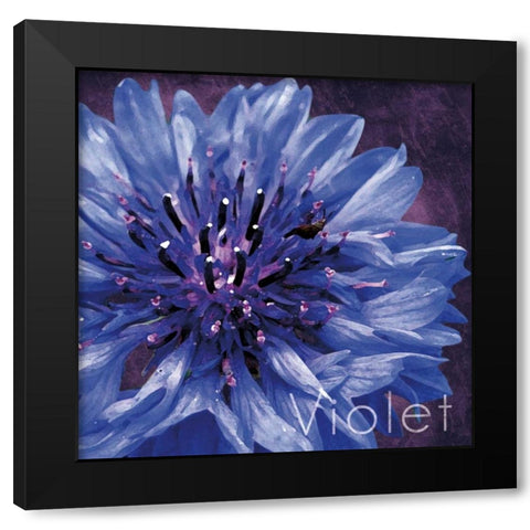 Violet Flower Black Modern Wood Framed Art Print with Double Matting by Gibbons, Lauren