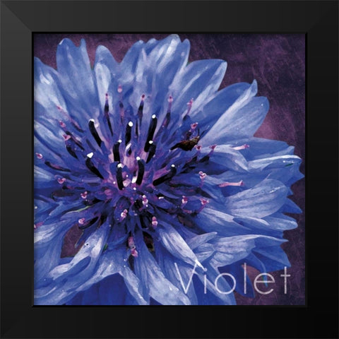 Violet Flower Black Modern Wood Framed Art Print by Gibbons, Lauren