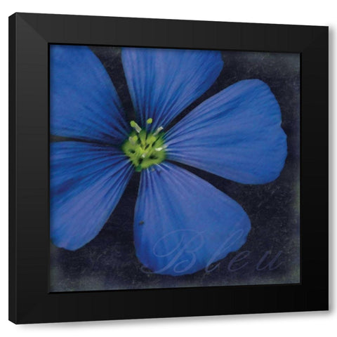 Bleu Flower Black Modern Wood Framed Art Print with Double Matting by Gibbons, Lauren