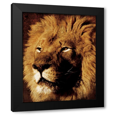 Lion Black Modern Wood Framed Art Print with Double Matting by Grey, Jace