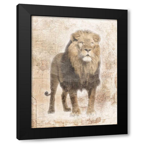 African Lion Black Modern Wood Framed Art Print with Double Matting by Grey, Jace