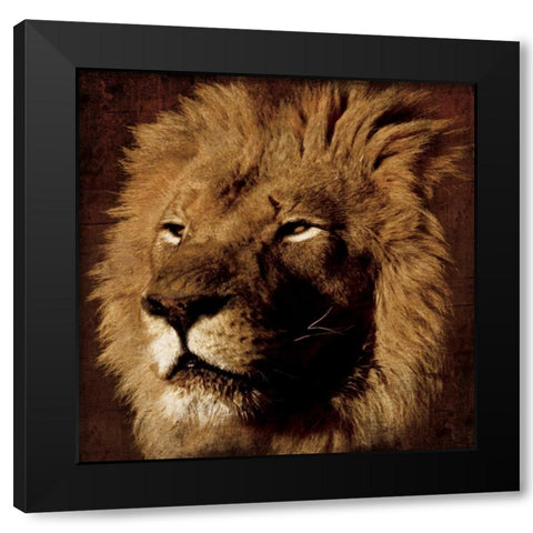Lion Black Modern Wood Framed Art Print with Double Matting by Grey, Jace