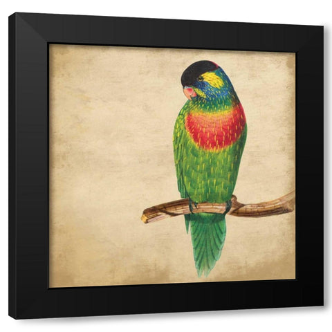Tropical Bird Black Modern Wood Framed Art Print with Double Matting by Grey, Jace