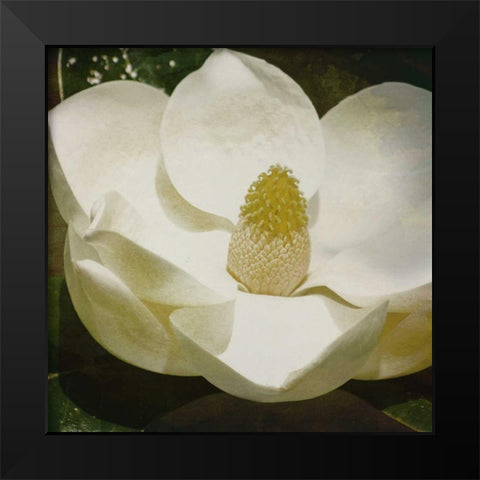 MAG Mate Black Modern Wood Framed Art Print by Grey, Jace