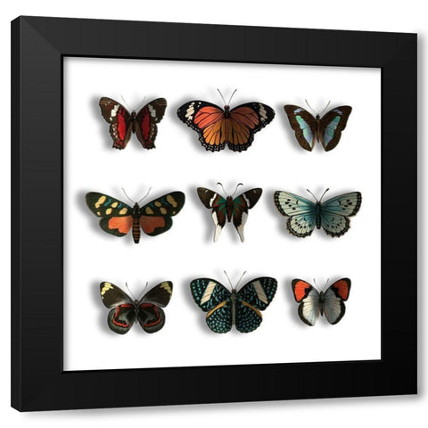 Floating Butterflies Black Modern Wood Framed Art Print with Double Matting by Grey, Jace
