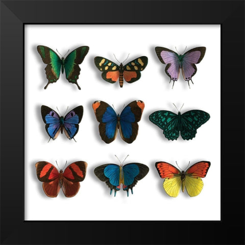 Floating Butterflies Mate Black Modern Wood Framed Art Print by Grey, Jace