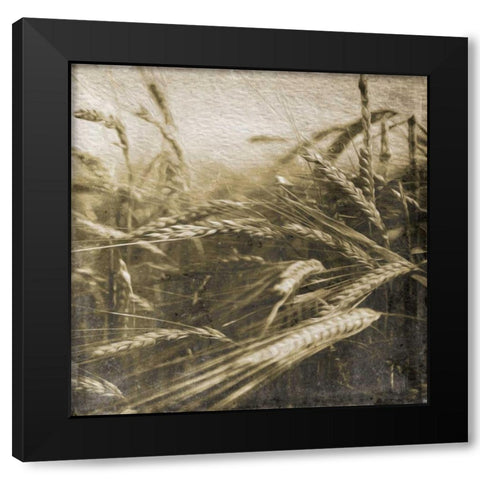 Wheat Fields Black Modern Wood Framed Art Print by Grey, Jace