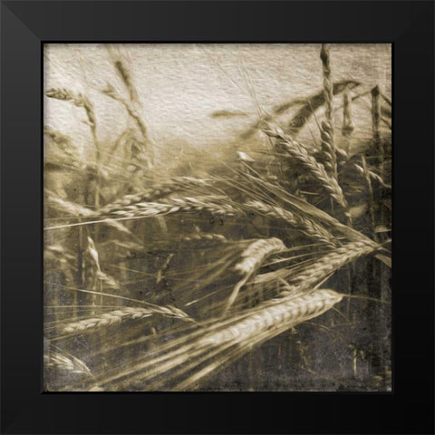 Wheat Fields Black Modern Wood Framed Art Print by Grey, Jace