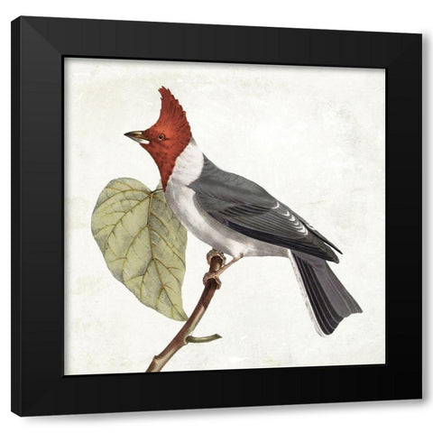 Lovely Birds 2 Black Modern Wood Framed Art Print with Double Matting by Grey, Jace