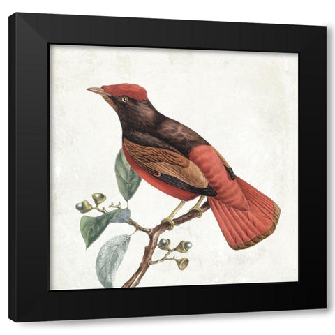 Lovely Birds 3 Black Modern Wood Framed Art Print with Double Matting by Grey, Jace