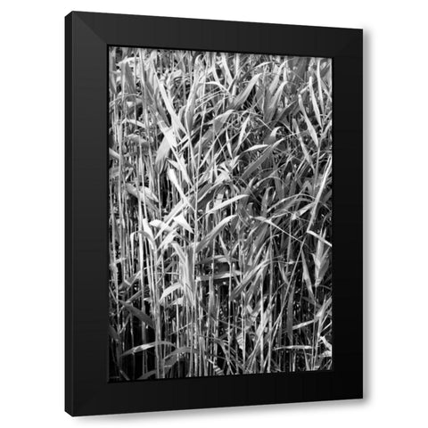 Beach Foliage 4 Black Modern Wood Framed Art Print by Grey, Jace