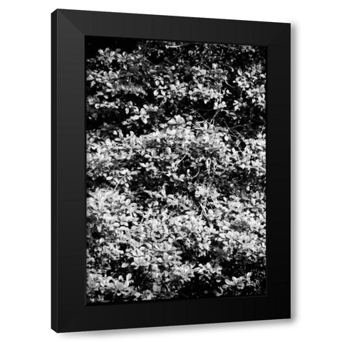 Beach Foliage 6 Black Modern Wood Framed Art Print by Grey, Jace