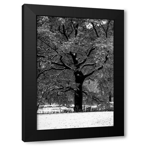 Central Park Solitary Friend Black Modern Wood Framed Art Print with Double Matting by Grey, Jace