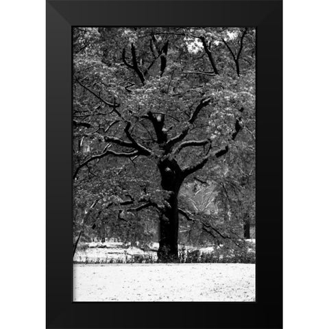 Central Park Solitary Friend Black Modern Wood Framed Art Print by Grey, Jace