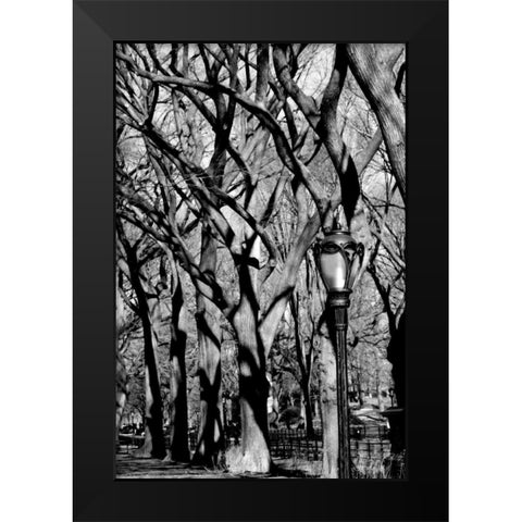 Central Park Forest Black Modern Wood Framed Art Print by Grey, Jace