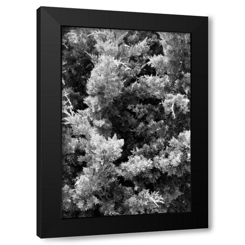 Beach Foliage 3 Black Modern Wood Framed Art Print with Double Matting by Grey, Jace