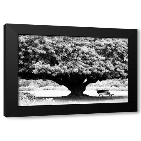 LA Arboretum Black Modern Wood Framed Art Print with Double Matting by Grey, Jace