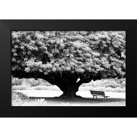 LA Arboretum Black Modern Wood Framed Art Print by Grey, Jace