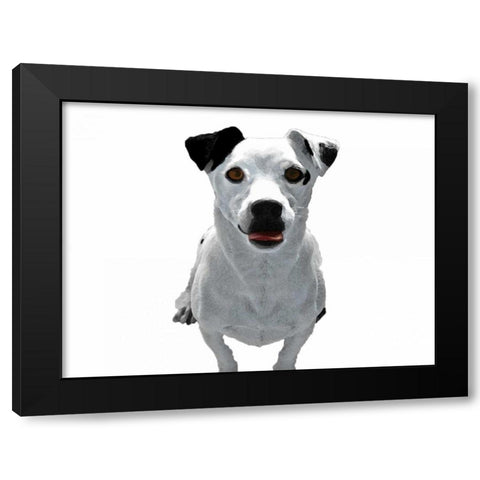 Jack Russell Buddy 3 Black Modern Wood Framed Art Print with Double Matting by Grey, Jace