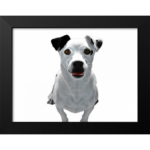 Jack Russell Buddy 3 Black Modern Wood Framed Art Print by Grey, Jace