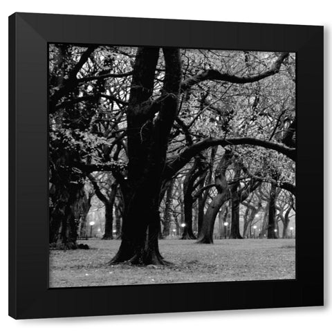 Central Park 2A Black Modern Wood Framed Art Print with Double Matting by Grey, Jace