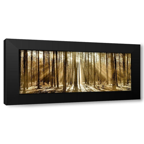 Morning through the Trees Black Modern Wood Framed Art Print with Double Matting by Kimberly, Allen