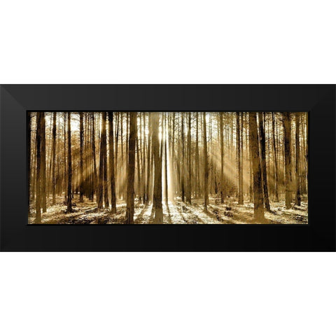 Morning through the Trees Black Modern Wood Framed Art Print by Kimberly, Allen