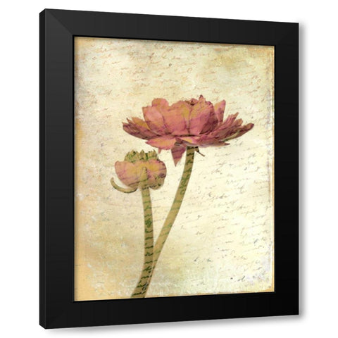 Ranunculus Bloom 1 Black Modern Wood Framed Art Print by Allen, Kimberly