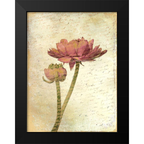 Ranunculus Bloom 1 Black Modern Wood Framed Art Print by Allen, Kimberly