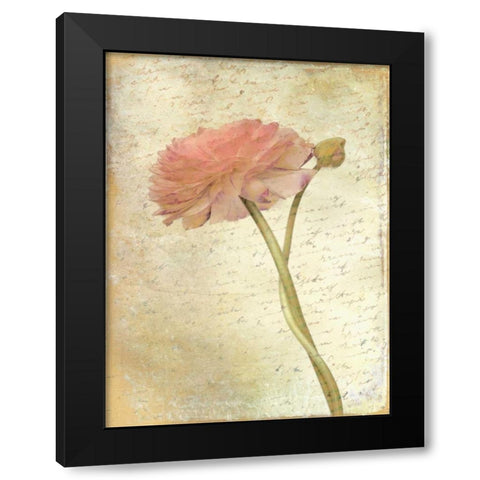 Ranunculus Bloom 2 Black Modern Wood Framed Art Print by Allen, Kimberly