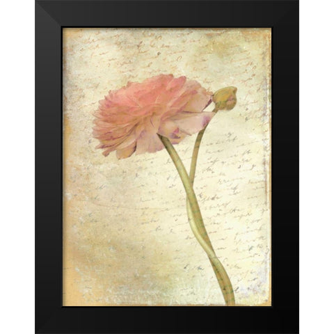 Ranunculus Bloom 2 Black Modern Wood Framed Art Print by Allen, Kimberly