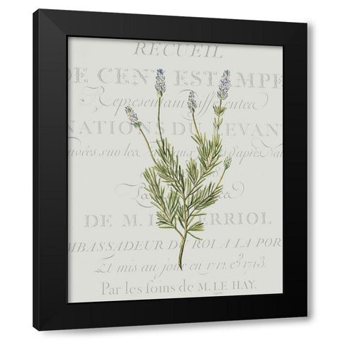 Fresh Herbs 1 Black Modern Wood Framed Art Print by Kimberly, Allen