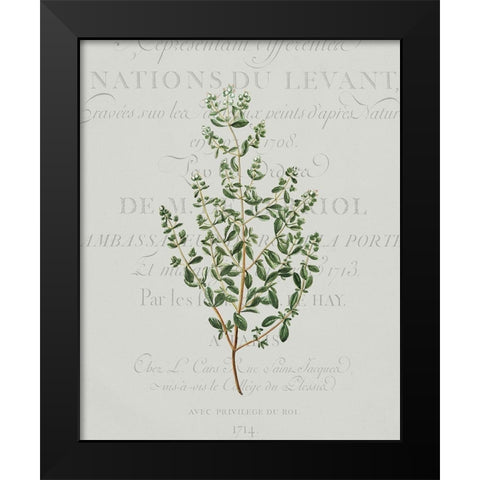 Fresh Herbs 2 Black Modern Wood Framed Art Print by Kimberly, Allen