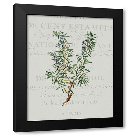 Fresh Herbs 3 Black Modern Wood Framed Art Print by Kimberly, Allen
