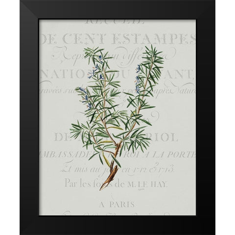 Fresh Herbs 3 Black Modern Wood Framed Art Print by Kimberly, Allen