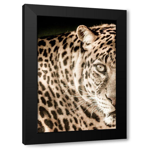 Leo A Black Modern Wood Framed Art Print by Kimberly, Allen