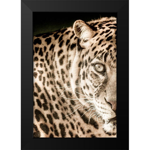 Leo A Black Modern Wood Framed Art Print by Kimberly, Allen