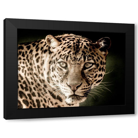 Leo Black Modern Wood Framed Art Print by Kimberly, Allen