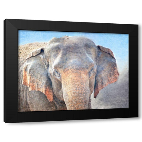 African Elephant Black Modern Wood Framed Art Print with Double Matting by Kimberly, Allen