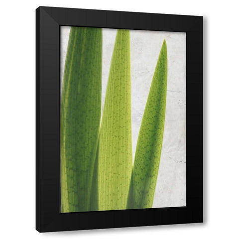 Fern Leaves Black Modern Wood Framed Art Print by Allen, Kimberly