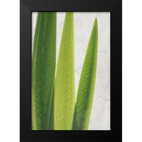 Fern Leaves Black Modern Wood Framed Art Print by Allen, Kimberly