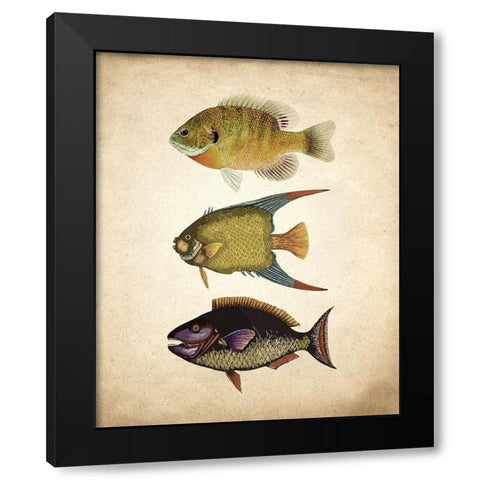 Fish A Black Modern Wood Framed Art Print with Double Matting by Kimberly, Allen