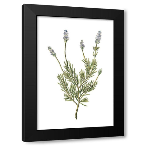 Herbs on White 1 Black Modern Wood Framed Art Print by Kimberly, Allen