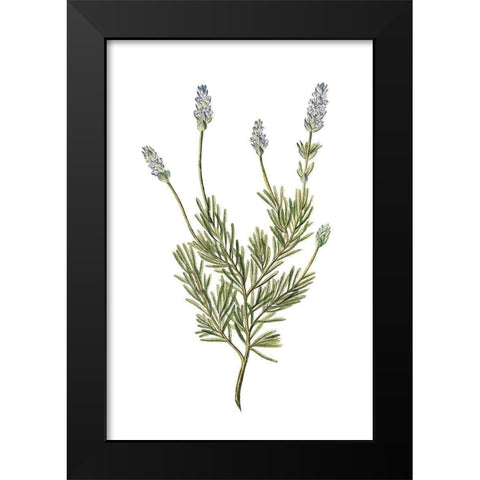 Herbs on White 1 Black Modern Wood Framed Art Print by Kimberly, Allen